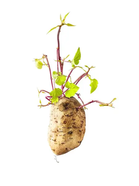 Yeşil ve mor filizli tatlı bir patates büyür, beyaz arka planda izole bir şekilde.