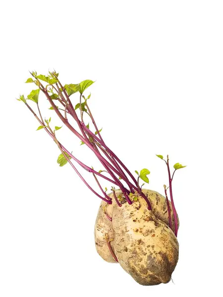 Yeşil ve mor filizli tatlı bir patates büyür, beyaz arka planda izole bir şekilde.