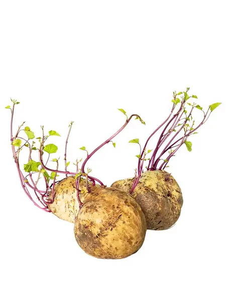 Üç patates yan yana mor filizler ve yeşil yapraklarla, temiz beyaz arka planda..