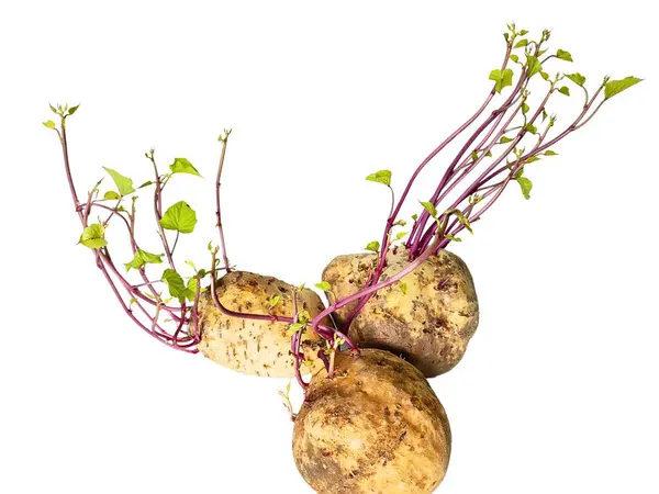 Üç patates yan yana mor filizler ve yeşil yapraklarla, temiz beyaz arka planda..