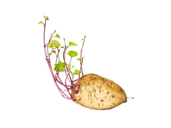 Beyaz arka planda büyüyen yeşil ve mor filizli tatlı patates..