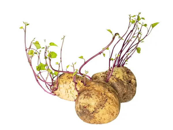 Üç patates yan yana mor filizler ve yeşil yapraklarla, temiz beyaz arka planda..