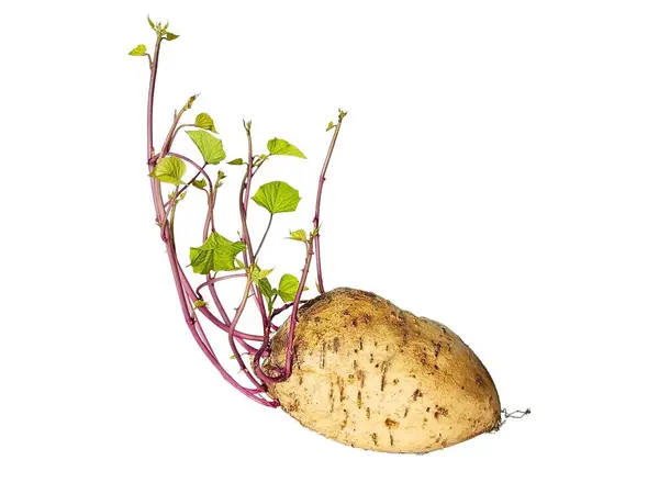 Beyaz arka planda büyüyen yeşil ve mor filizli tatlı patates..
