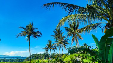 Açık mavi gökyüzü altında hindistan cevizi ağaçları ve parlak yeşil çayırlarla tropikal pirinç tarlası kırsal güzelliği ve barışçıl doğayı yakalıyor..