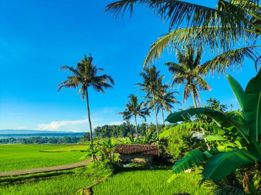 Açık mavi gökyüzü altında hindistan cevizi ağaçları ve parlak yeşil çayırlarla tropikal pirinç tarlası kırsal güzelliği ve barışçıl doğayı yakalıyor..
