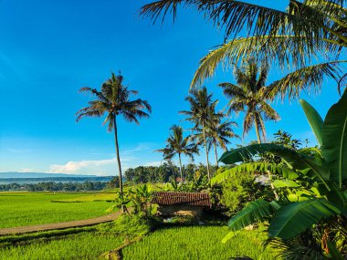 Açık mavi gökyüzü altında hindistan cevizi ağaçları ve parlak yeşil çayırlarla tropikal pirinç tarlası kırsal güzelliği ve barışçıl doğayı yakalıyor..