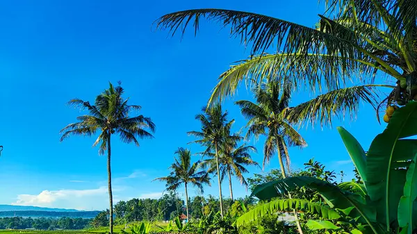 Açık mavi gökyüzü altında hindistan cevizi ağaçları ve parlak yeşil çayırlarla tropikal pirinç tarlası kırsal güzelliği ve barışçıl doğayı yakalıyor..