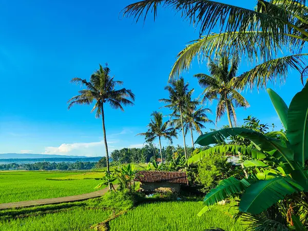 Açık mavi gökyüzü altında hindistan cevizi ağaçları ve parlak yeşil çayırlarla tropikal pirinç tarlası kırsal güzelliği ve barışçıl doğayı yakalıyor..