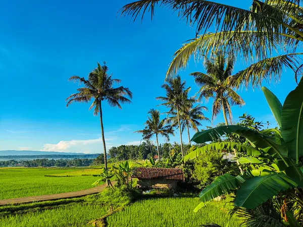 Açık mavi gökyüzü altında hindistan cevizi ağaçları ve parlak yeşil çayırlarla tropikal pirinç tarlası kırsal güzelliği ve barışçıl doğayı yakalıyor..