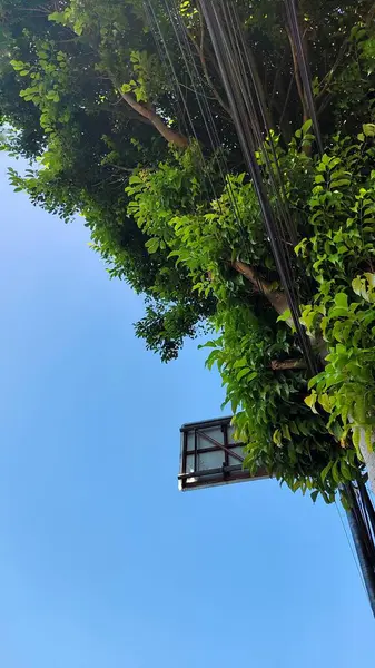 Açık Mavi Gökyüzü Altında Yeşil Ağaçlı ve Elektrik Kablolu Şehir