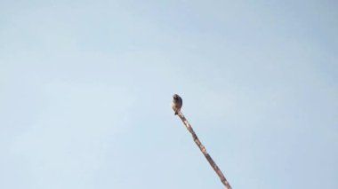 Vahşi kuş, serçe (Pycnonotus aurigaster) açık mavi gökyüzü arka planına sahip kuru bir dalda oturuyor