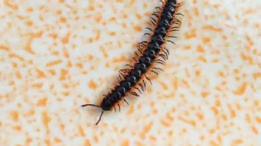 Turuncu çizgili siyah bir kırkayak (Paradoksomatidae) açık seramik fayanslar üzerinde sürünür ve ayrıntılı vücut ve bacak hareketlerini gösterir..