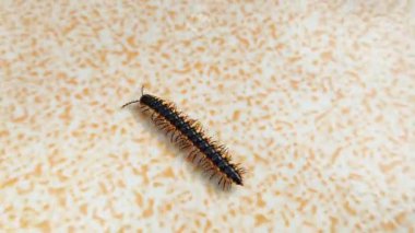 Turuncu çizgili siyah bir kırkayak (Paradoxosomatidae) açık seramik fayanslar üzerinde sürünür ve ayrıntılı vücut ve bacak hareketlerini gösterir..