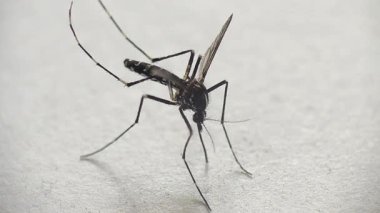 Aedes aegypti sivrisineği. Dang sivrisineğinin yakın çekimi