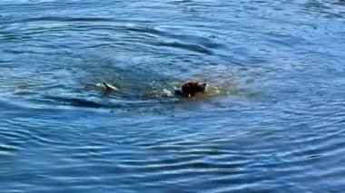 Bu video, bir köpeğin, insanın ve ördeğin birlikte yüzdüğü, neşeyi, rahatlığı ve doğanın güzelliğini vurguladığı huzurlu bir su ortamını gösteriyor.