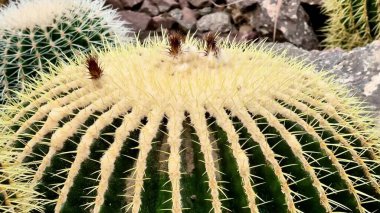 Bu video bir kaktüsün yakın çekimini gösteriyor. Karmaşık detaylarını, keskin dikenlerini ve çöl manzarasındaki eşsiz dokularını vurguluyor.