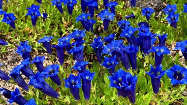 Bu büyüleyici video doğal ortamlardaki canlı mavi çiçekleri sergiliyor, çimlerin yakınından kayalık yamaçlardan filizlenen çiçeklere kadar.