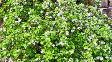 Beyaz çiçeklerden oluşan bir ağaç ve tuğla bir duvarın yanında yemyeşil yapraklar ve dingin bir nehrin kenarında çiçek açan bir çalı ile güzelliği tecrübe eder.
