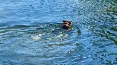 Sakin bir göl kenarı sahnesinde bir adam oltayla yüzerken bir köpek mutlu bir şekilde sopayı alır ve bir ördek süzülerek geçer.