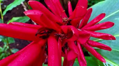 Bu video, canlı çiçekler ve yemyeşil yapraklarla güzelliği sergiliyor. Su damlaları ve böcekler gibi ayrıntıları vurguluyor.