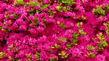 Canlı bir bahçe sahnesi, narin pembe çiçeklerle dolu gür bir çalılık ve zengin yeşil yapraklarla, doğanın güzelliğini ve huzurunu gözler önüne seriyor.