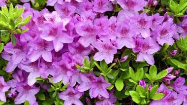 Bu video, yemyeşil yaprakların arasında açan mor çiçeklerle canlı bir çalıyı gösteriyor, doğal güzelliği vurgulayan sakin bir atmosfer yaratıyor.