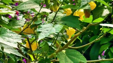 Canlı bir bahçede büyüleyici bir görsel yolculuk. Detaylı olarak yemyeşil bitkilerle dolu. Çiçeklerin ve yaprakların zengin renkleri sergileniyor.