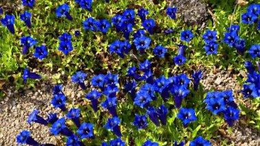 Bu sakin videoda canlı mavi çiçeklerin yemyeşil yapraklar arasında sergilendiği sakin bir alan var. Seyircileri narin güzelliklerini takdir etmeye davet ediyor.