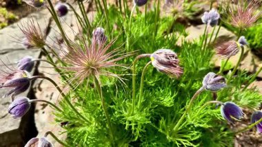 Bu resim, yemyeşil yaprakların eşlik ettiği canlı mor çiçeklerin yer aldığı güzel bir bitkinin yakın görüntüsünü tasvir ediyor.