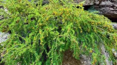 Bu video bereketli bir ormanda kayalık bir duvarda sarı çiçekli canlı bir çalı sergiliyor, doğal esnekliğin güzelliğini vurguluyor.