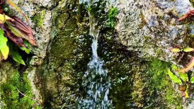 Yosunlu kayalar ve akan suyla doğal bir bahar doğadaki huzurlu anları yakalıyor.