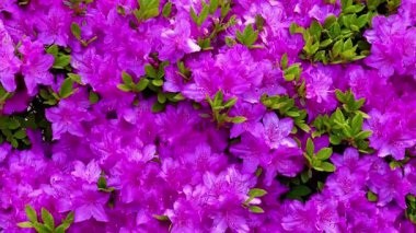 Çiçeklerin açtığı canlı bir alan yemyeşil yapraklarla çelişiyor. Yakın çekim, zengin renklerini vurguluyor ve izleyicileri doğayı sükunete davet ediyor.