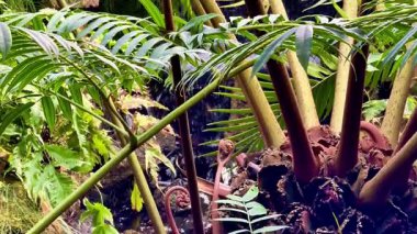 Canlı yeşilliklerin ortasında görkemli bir şelalesi olan sakin bir tropikal ormana dalmak. Narin eğrelti otları ve yatıştırıcı su sesleri huzurlu bir kaçış yaratır.