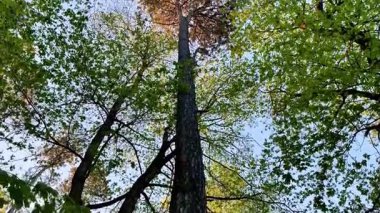 Yeşillik bir ormandaki görkemli bir ağacın bu videosunda doğanın güzelliğini deneyimlemek. Yerden çekilen bu film, izleyicileri, gökyüzünün berrak mavi yüzüne bakmaları için davet ediyor.