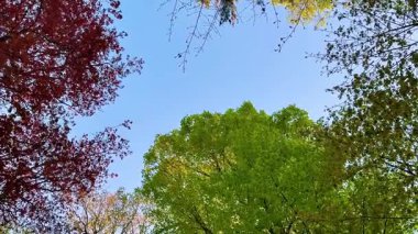 Bu video, dingin bir ormanın dingin güzelliğini gözler önüne seriyor. Yükselen ağaçlar ve canlı yapraklar izleyicileri sakin atmosferini keşfetmeye çağırıyor.