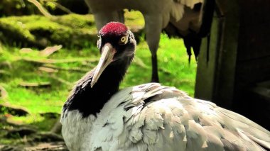 Huzurlu ve huzurlu bir an zarif bir vinç sergiliyor kendini yemyeşil bir arkaplanda.