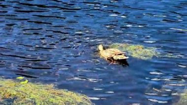 Parıldayan mavi sularda süzülen bir ördeğin sakin manzarası, canlı yeşil yosunlar ve doğal güzellikler ile çevrili.
