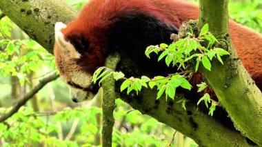 Yeşilliklerle çevrili bir ağaç dalına konforlu bir şekilde uzanan kırmızı bir pandanın güzel sakin bir sahnesi.