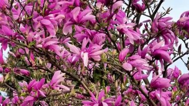 Göz kamaştırıcı ve canlı manolya çiçekleri açık mavi gökyüzüne karşı parlak pembe renklerini sergiliyorlar.