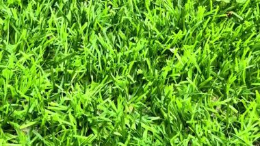 Gür ve canlı yeşil çimen, çevre düzenlemesi, bahçe düzenlemesi ve çeşitli açık hava aktiviteleri için ideal bir seçimdir.