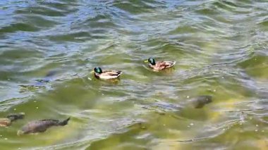 Güzel yaban ördekleri sakin bir gölette zarifçe yüzerek doğal ortamlarda huzurlu anlar yaratırlar.