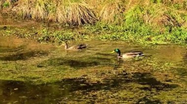Yeşilliklerle çevrili sakin sularda zarifçe yüzen ördeklerin güzel ve resimsel bir sahnesi.