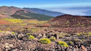 Dramatik ve engebeli volkanik arazi açık mavi gökyüzünün altında açan sarı kır çiçekleriyle süslenir.