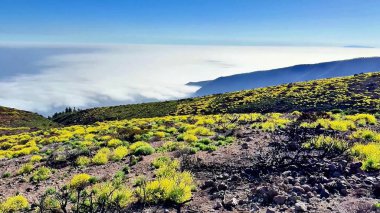 Parlak sarı bitkiler ve kabarık bulutlarla süslenmiş geniş bir dağ manzarasının çarpıcı görüntüsü.