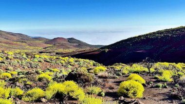 Bereketli yeşillik ve parlak sarı bitki örtüsüyle berrak mavi gökyüzünün altında nefes kesici volkanik bir manzarayı keşfedin..