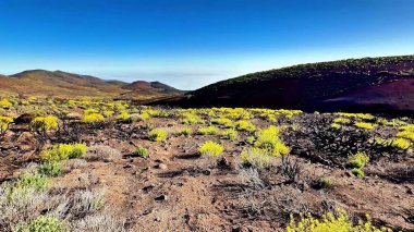 Parlak sarı kır çiçekleriyle süslenmiş şaşırtıcı bir volkanik arazi berrak mavi gökyüzüne karşı güzelce zıt düşüyor.