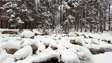 Sakin bir kış manzarası tasvir edilir, karla kaplı kayalar ve sessiz bir ormanda yuva yapmış uzun ağaçlar sergilenir.