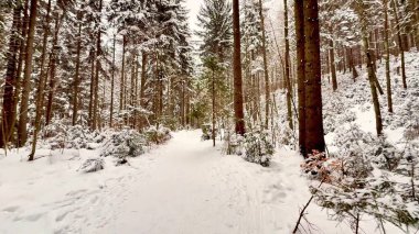 Karlı bir ormanda, uzun ağaçlar ve güzel kış manzaralarıyla çevrili sakin ve sakin bir patika.