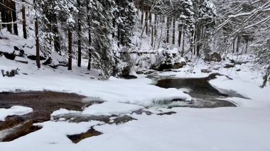 Huzurlu ve sakin bir kış sahnesi karlı bir nehri yakalar. Huzurlu bir manzarada uzun ağaçlarla çevrili güzel bir nehir.