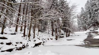 Huzurlu ve huzurlu bir kış manzarası karlı bir nehir kıyısı ve yakınındaki şekerli ağaçlarla birlikte.